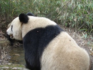 (image credit: Smithsonian Wild) 