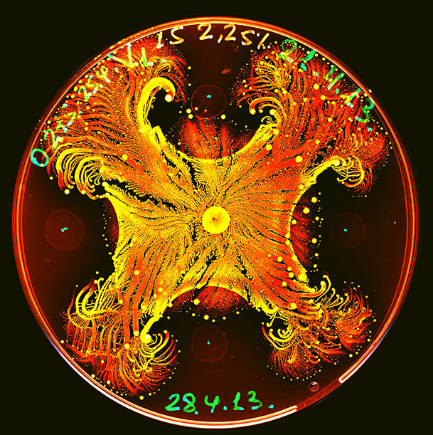 Image by Eshel Ben-Jacob/Tel Aviv University