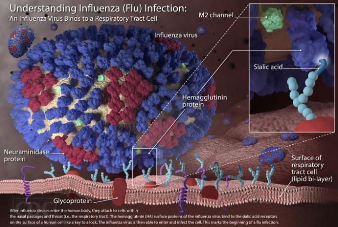 influenza
