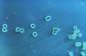 Salmonella typhimurium