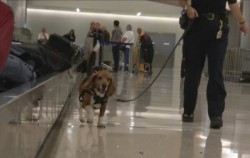 Courtesy of BarkPost 