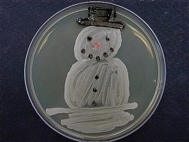 microbiallsnowman